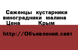 Саженцы, кустарники, виноградники, малина. › Цена ­ 300 - Крым  »    